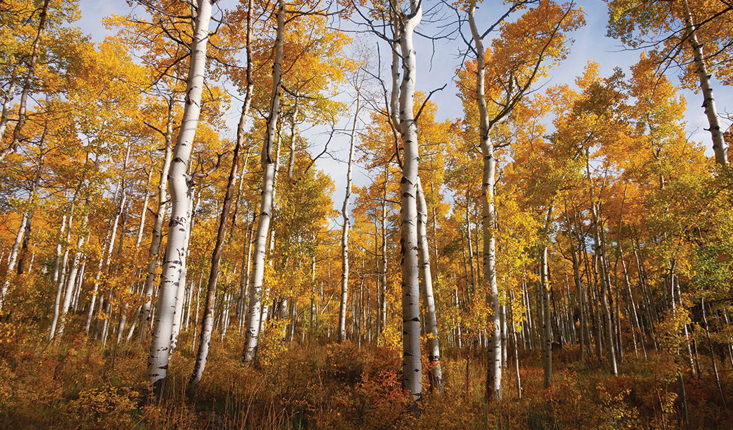 23_aspen_land_blog_body_1