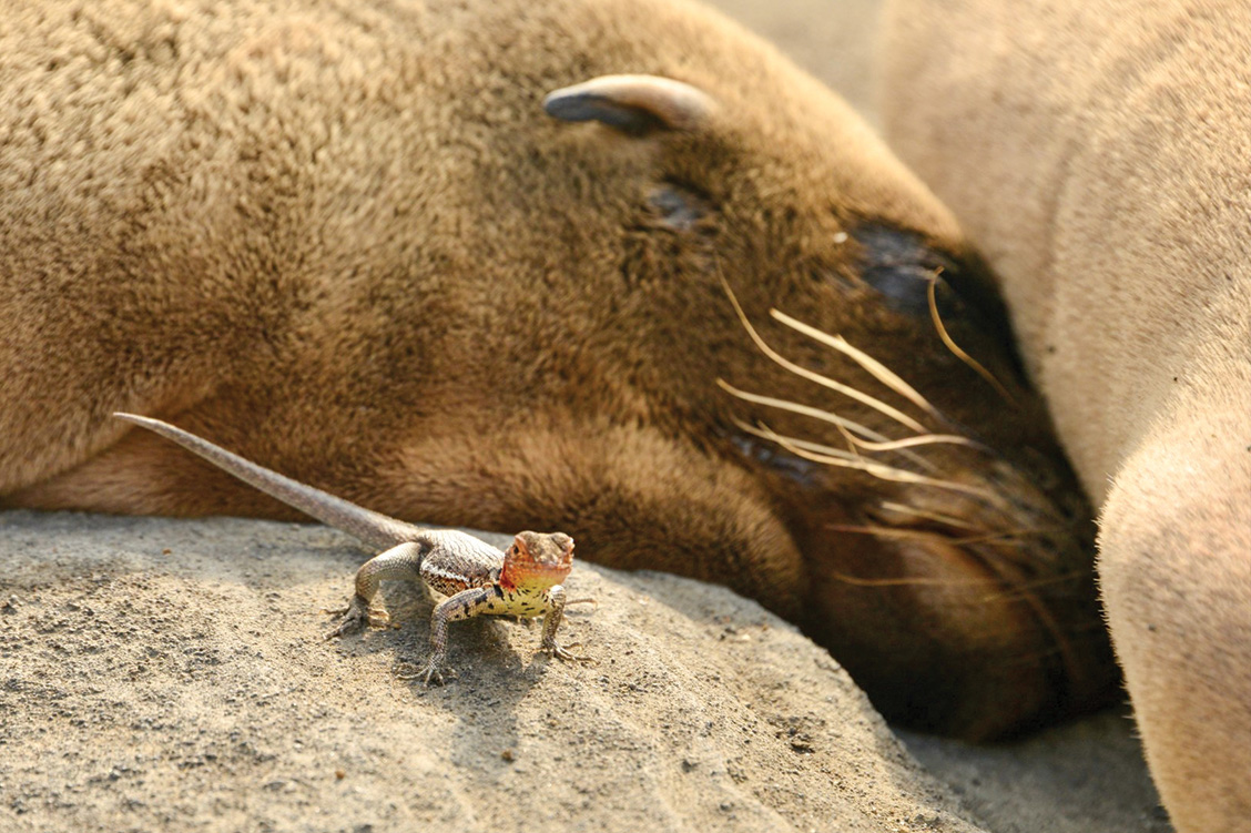 23_overland_galapagos_blog_body_celebrity_1