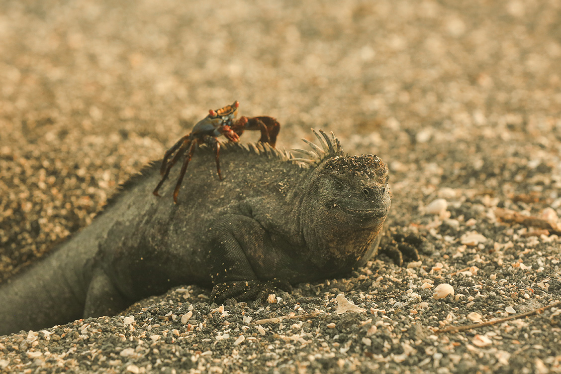 23_overland_galapagos_blog_body_silversea_11