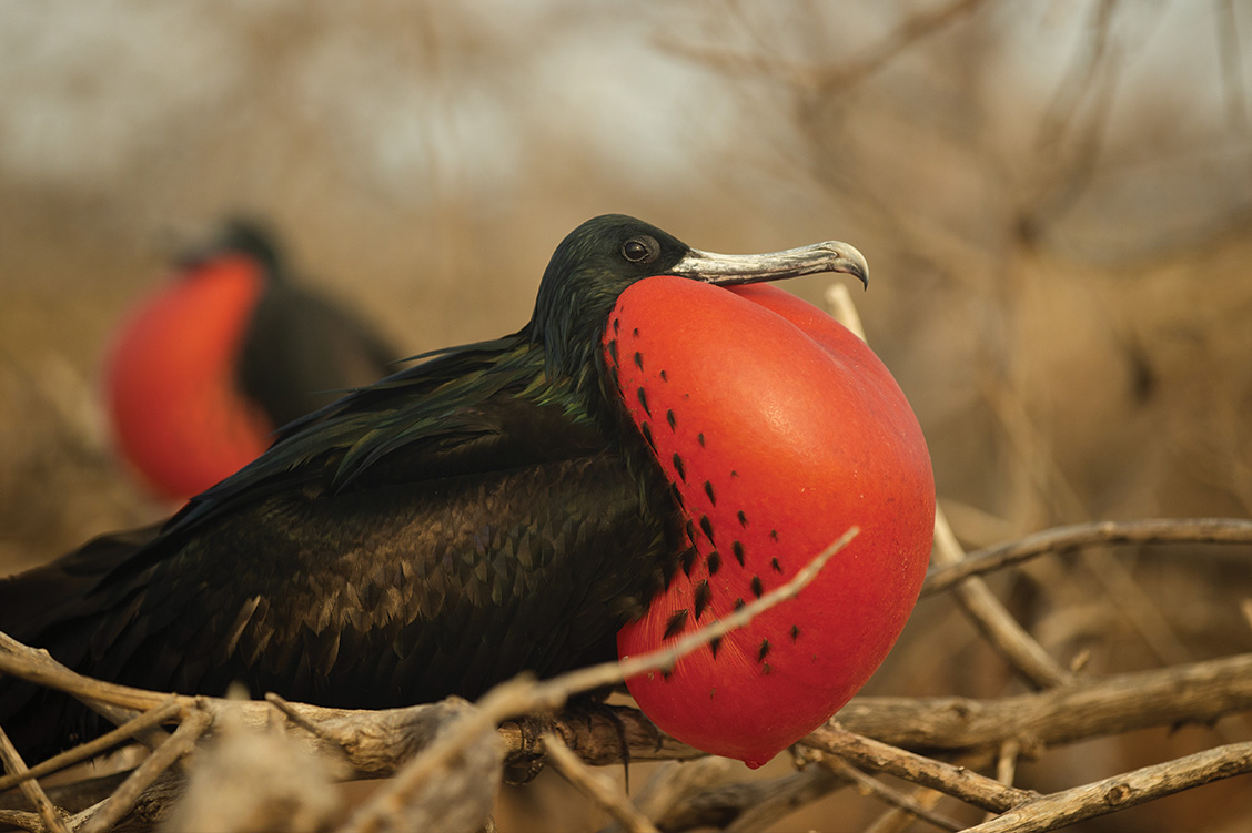 23_overland_galapagos_blog_body_silversea_13
