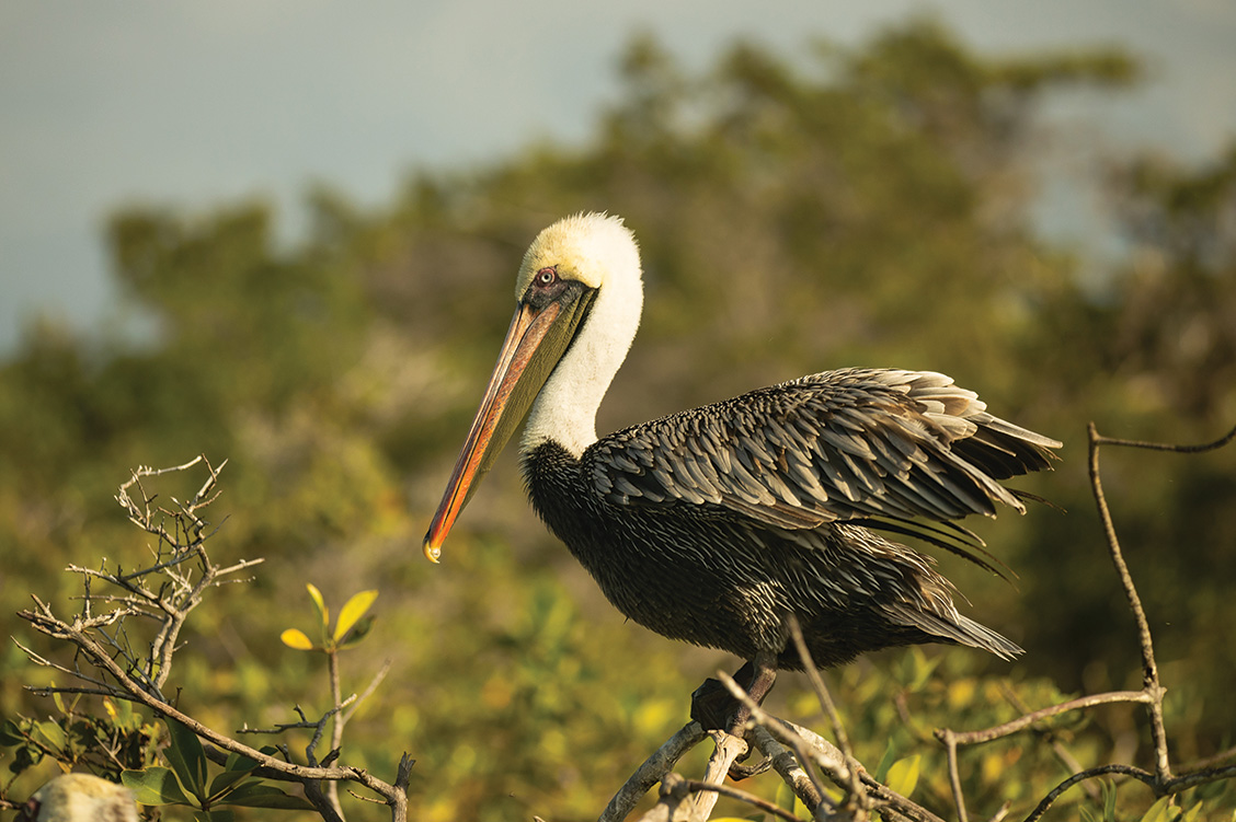 23_overland_galapagos_blog_body_silversea_18