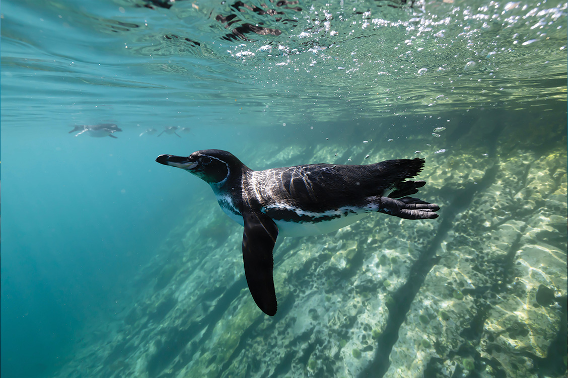 23_overland_galapagos_blog_body_silversea_2