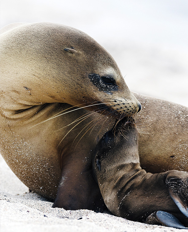 23_overland_galapagos_blog_body_silversea_21