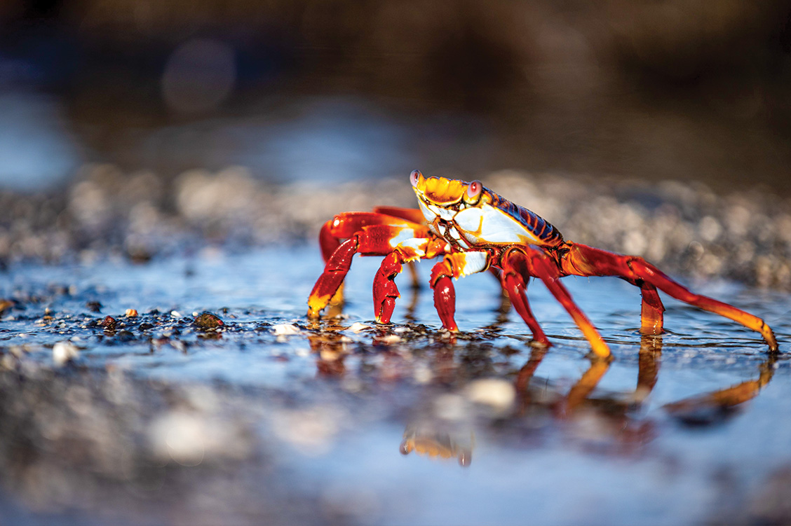 23_overland_galapagos_blog_body_silversea_7