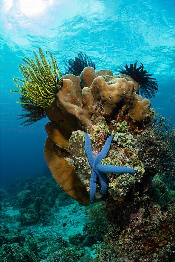 25_sustainabilityseries_Caribbean 1