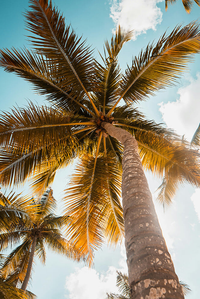 25_sustainabilityseries_Caribbean-vertical copy 5