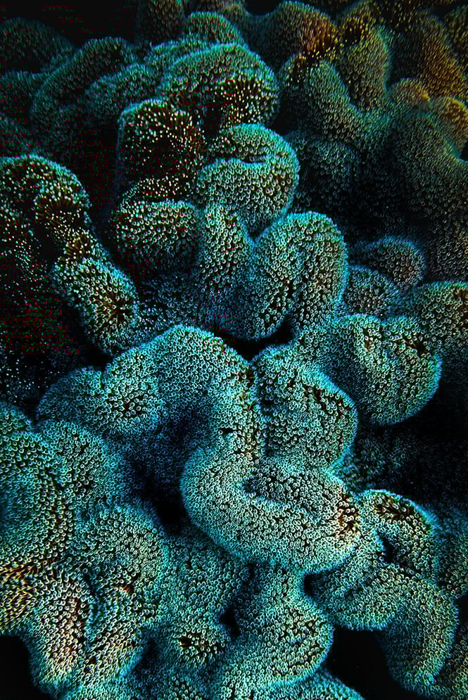 25_sustainabilityseries_Caribbean-vertical copy 8