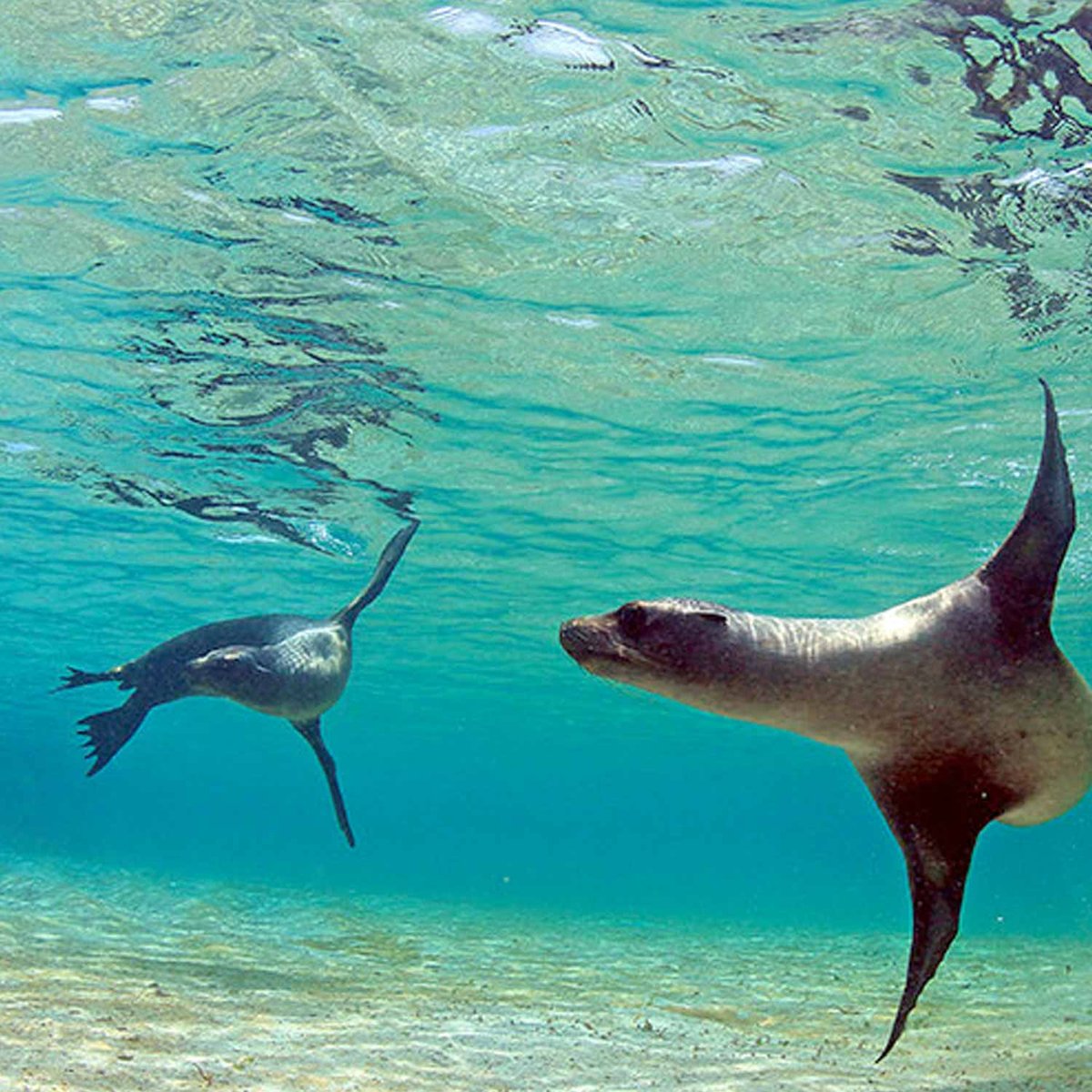 AK-galapagos-underwater