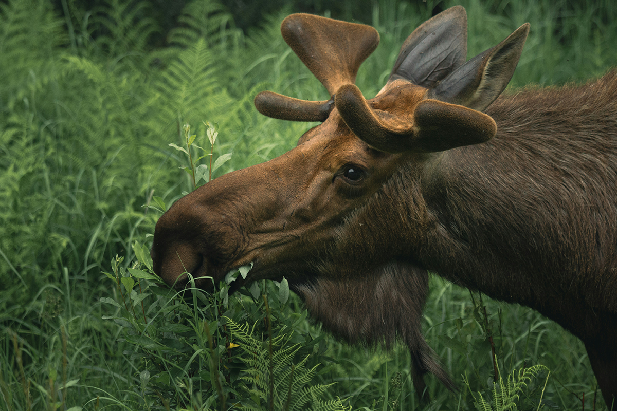 Alaska_Wildlife