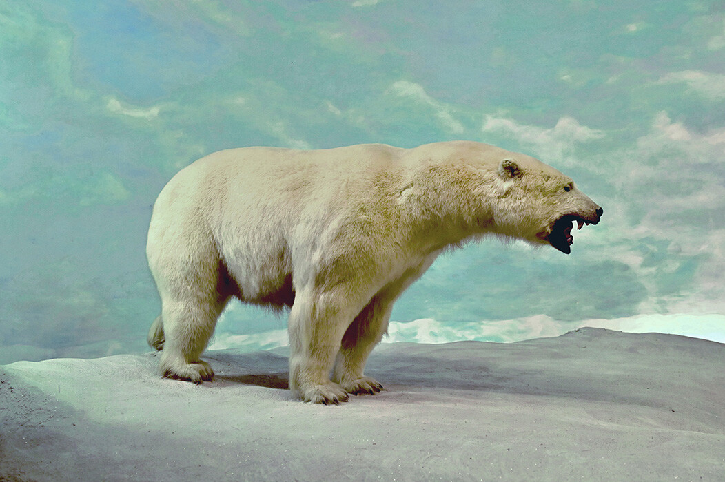 Artic Wildlife