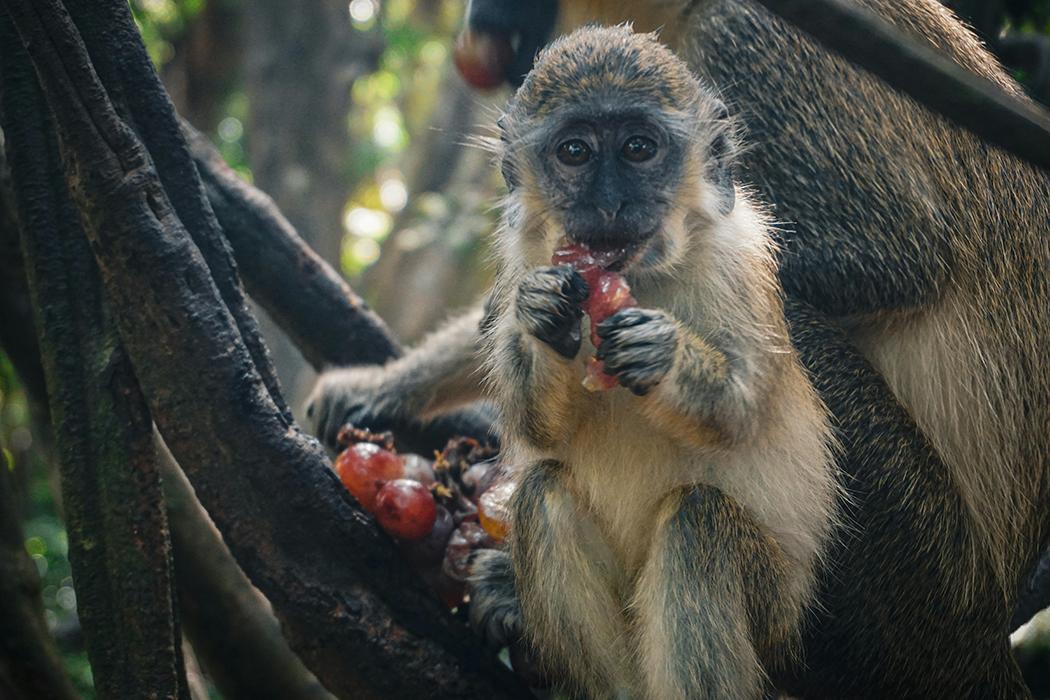 Barbados Wildlife