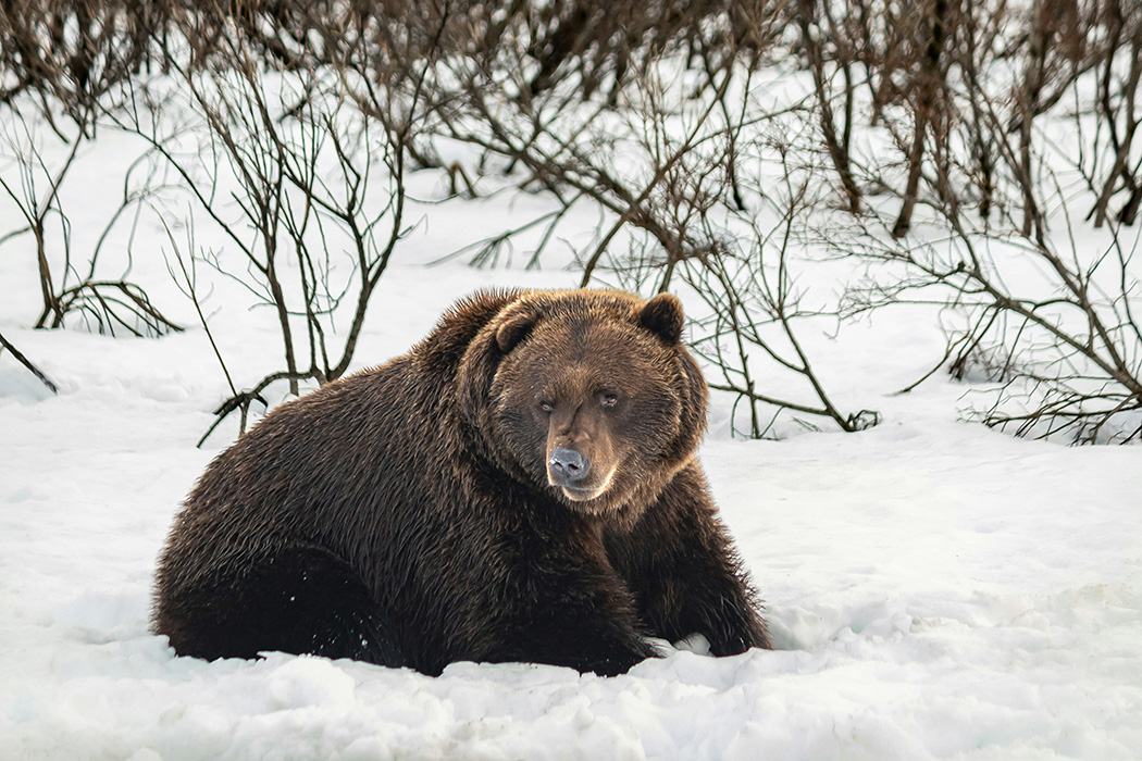 Bear_Alaska_HAL