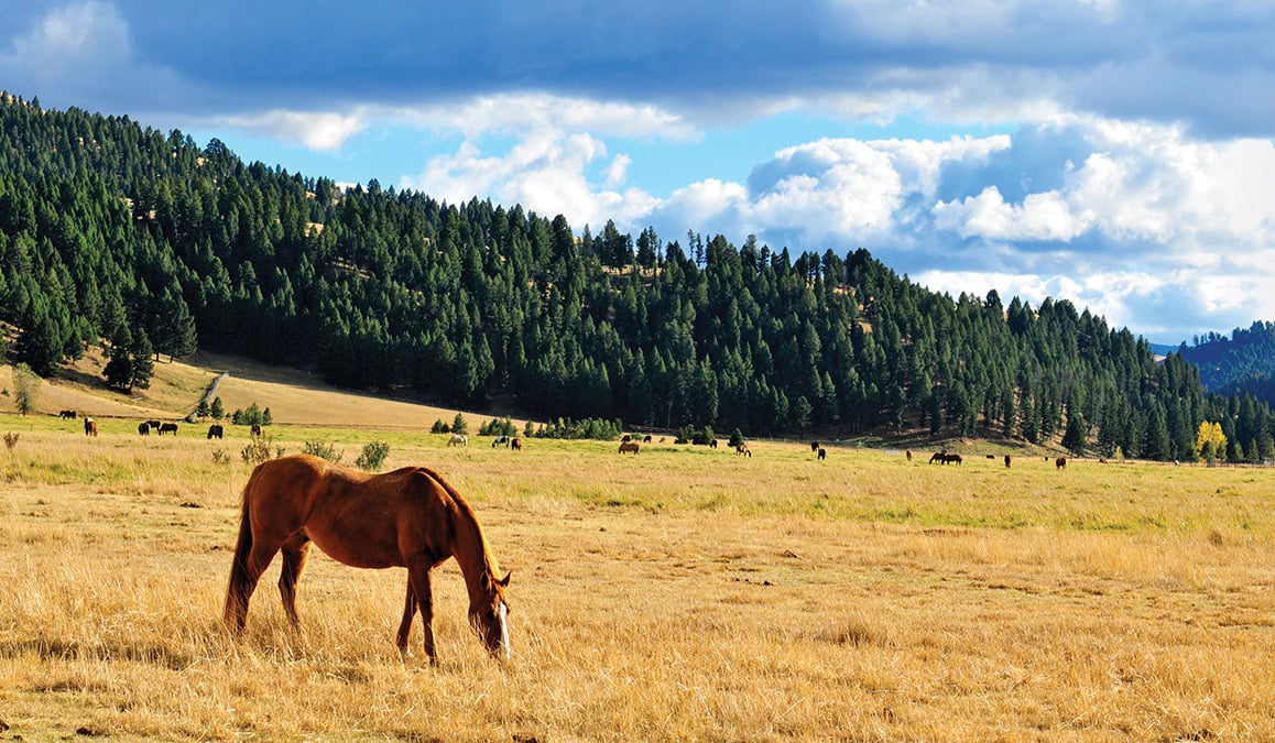 Horses+Grazing