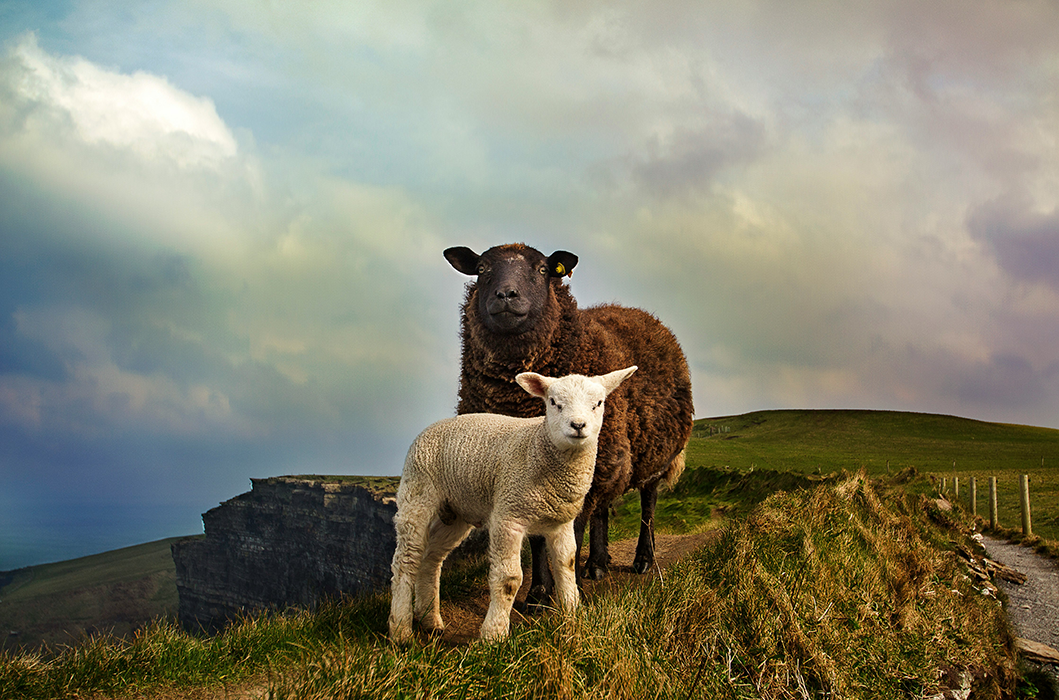 Ireland Sheep