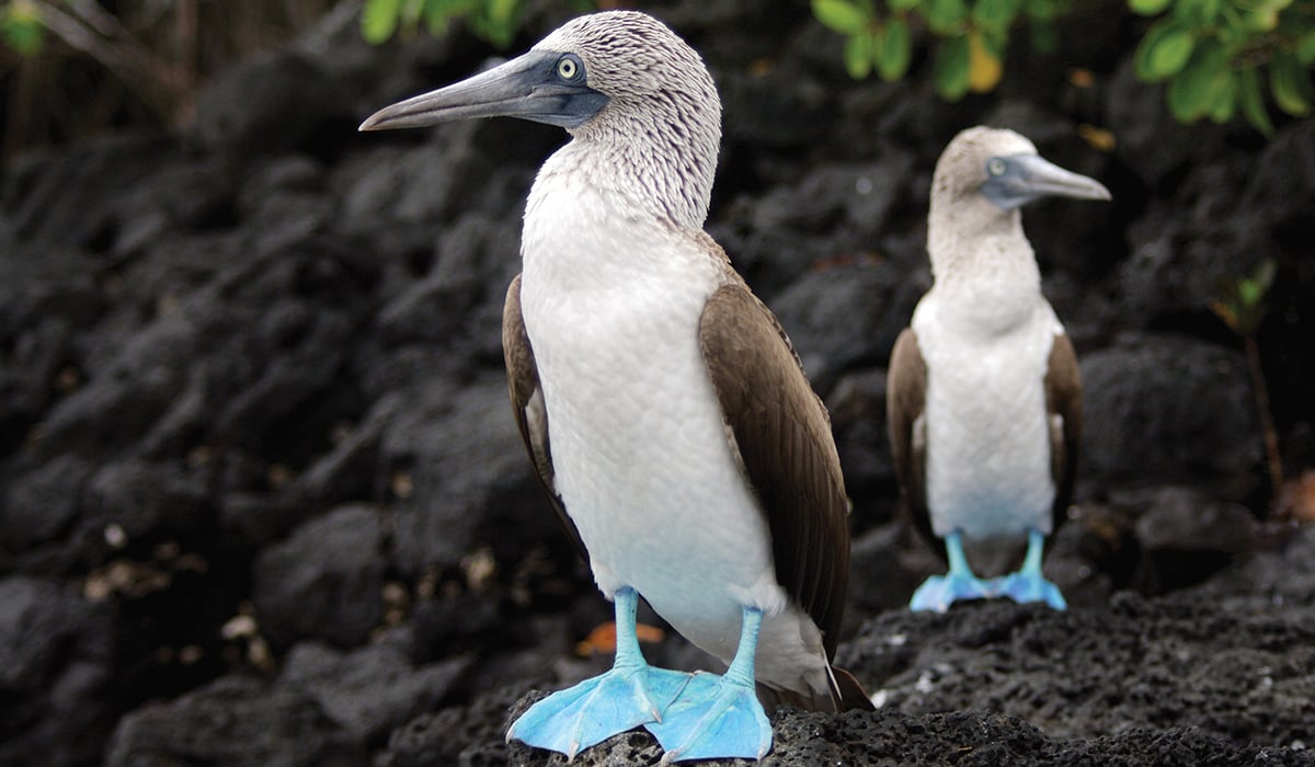 Galapagos Islands 