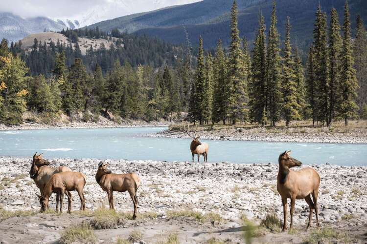 Rocky Mountaineer Wildlife