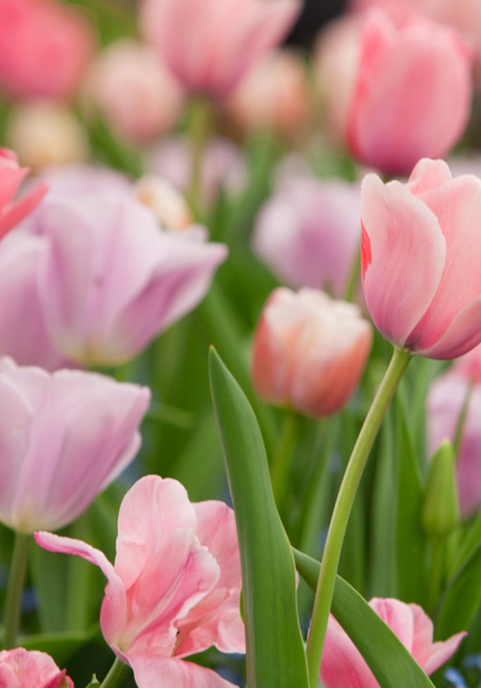 Tulip_Netherlands