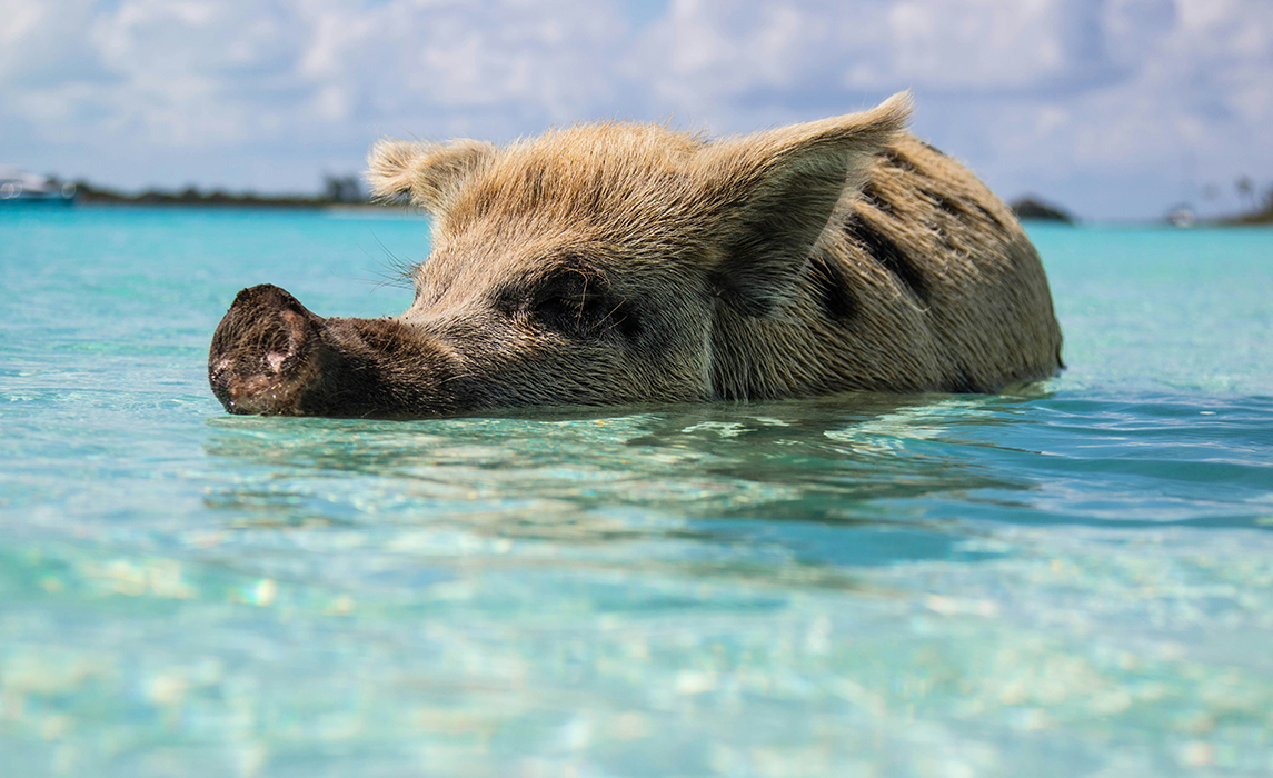 Wild Life bahamas