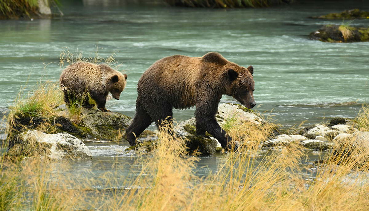 Wildlife_alaska