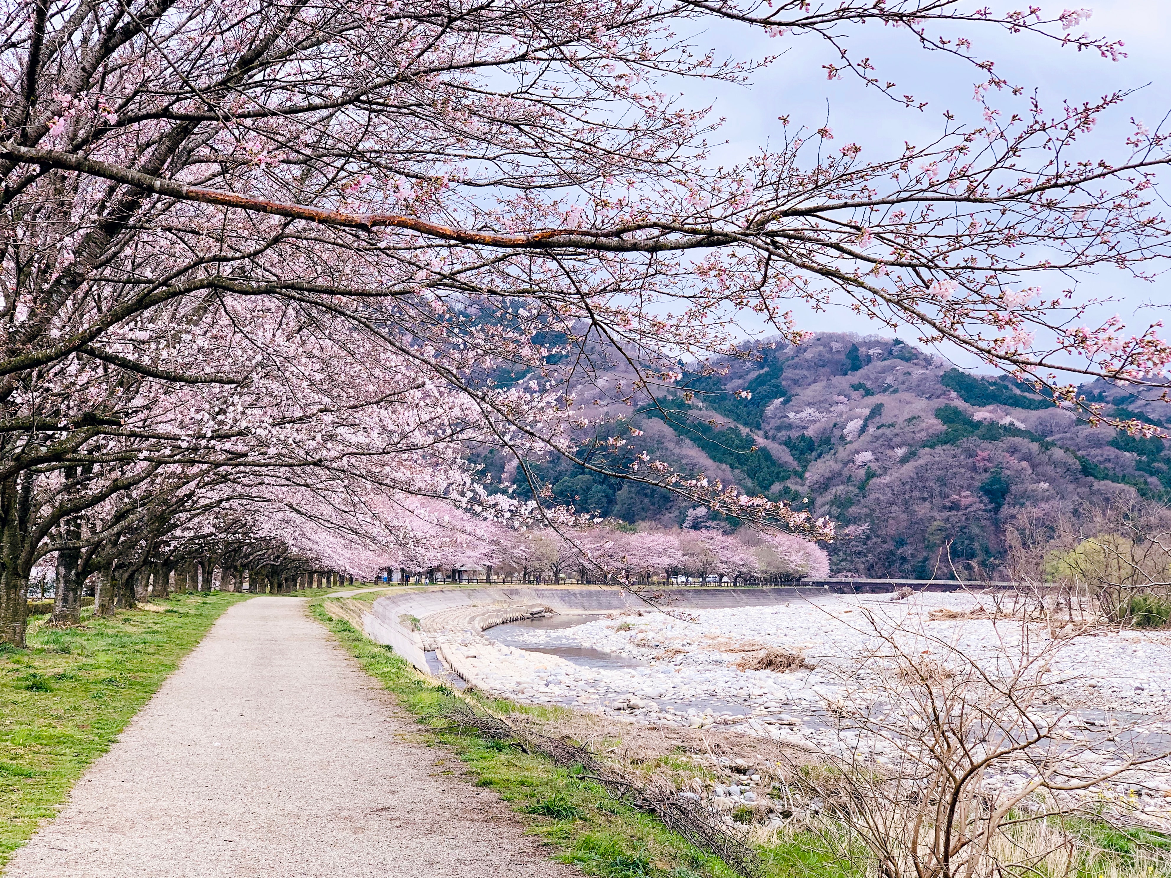 japan-cherry blossoms-2023 