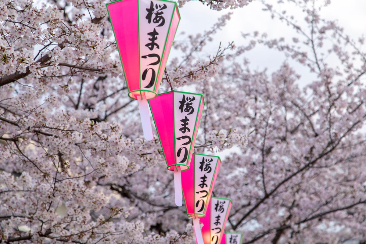 japan-cherry blossoms-2023 