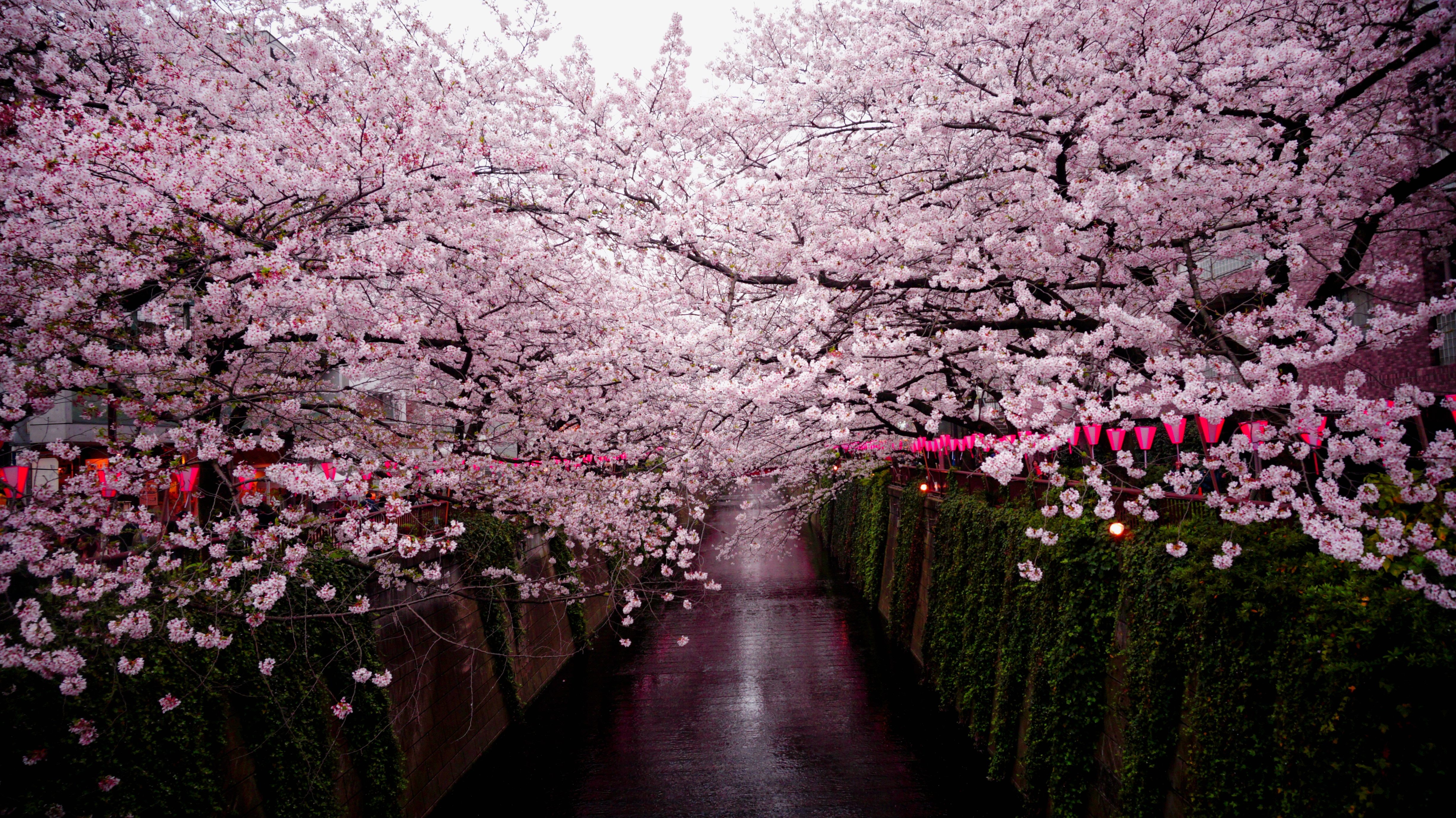 japan-cherry blossoms-2023 