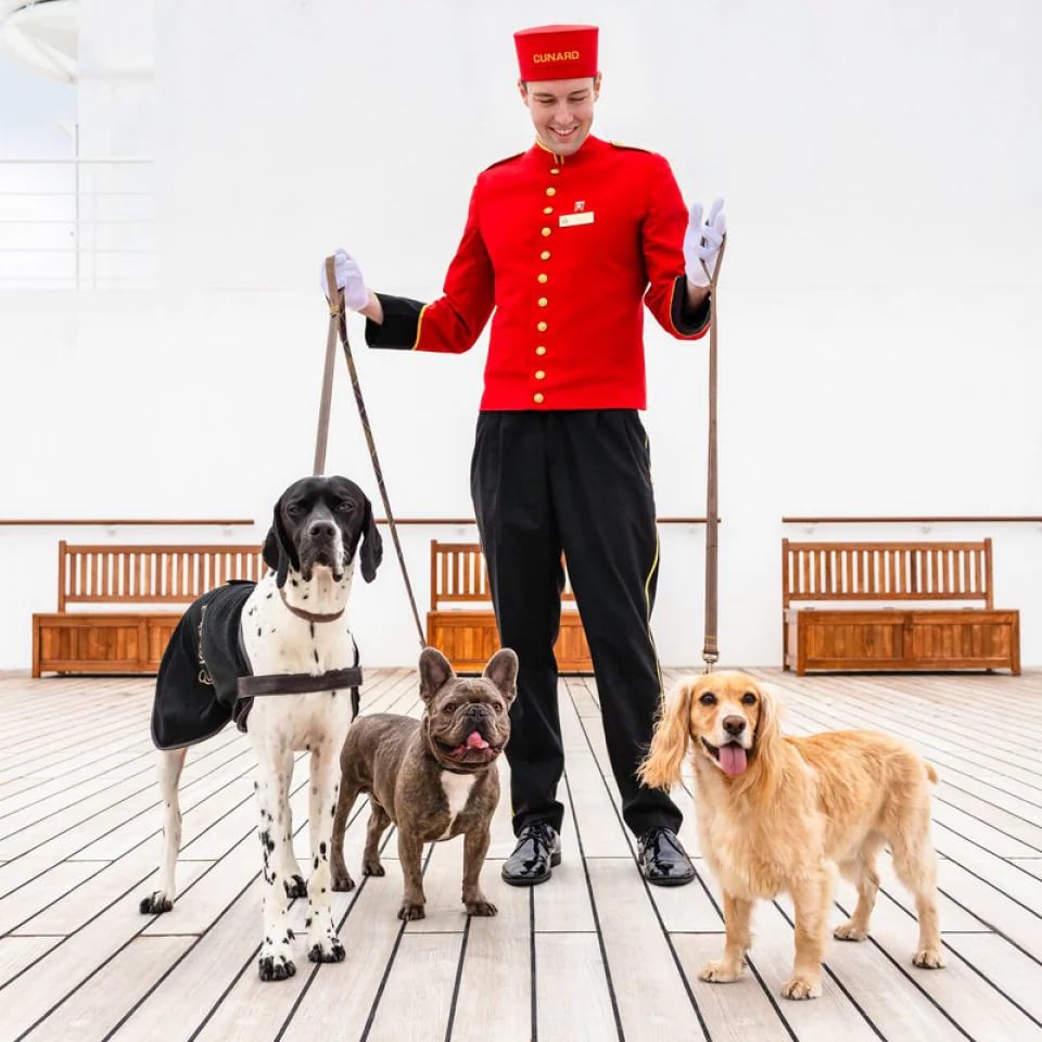cunard-kennels-dogs.jpg.image.960.960.high