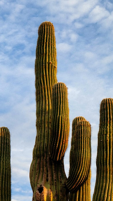 saguaro tucson arizona