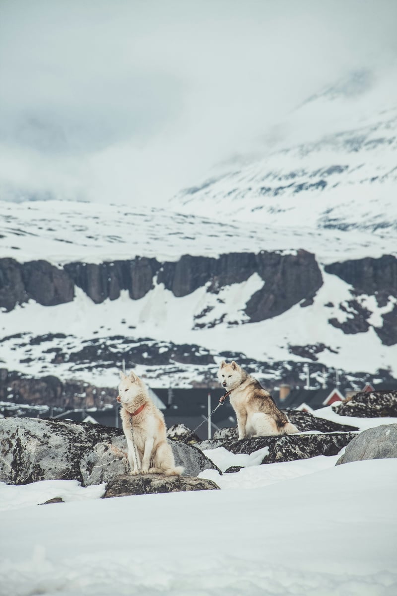 naja-bertolt-jensen-WYiYSfIhYds-unsplash