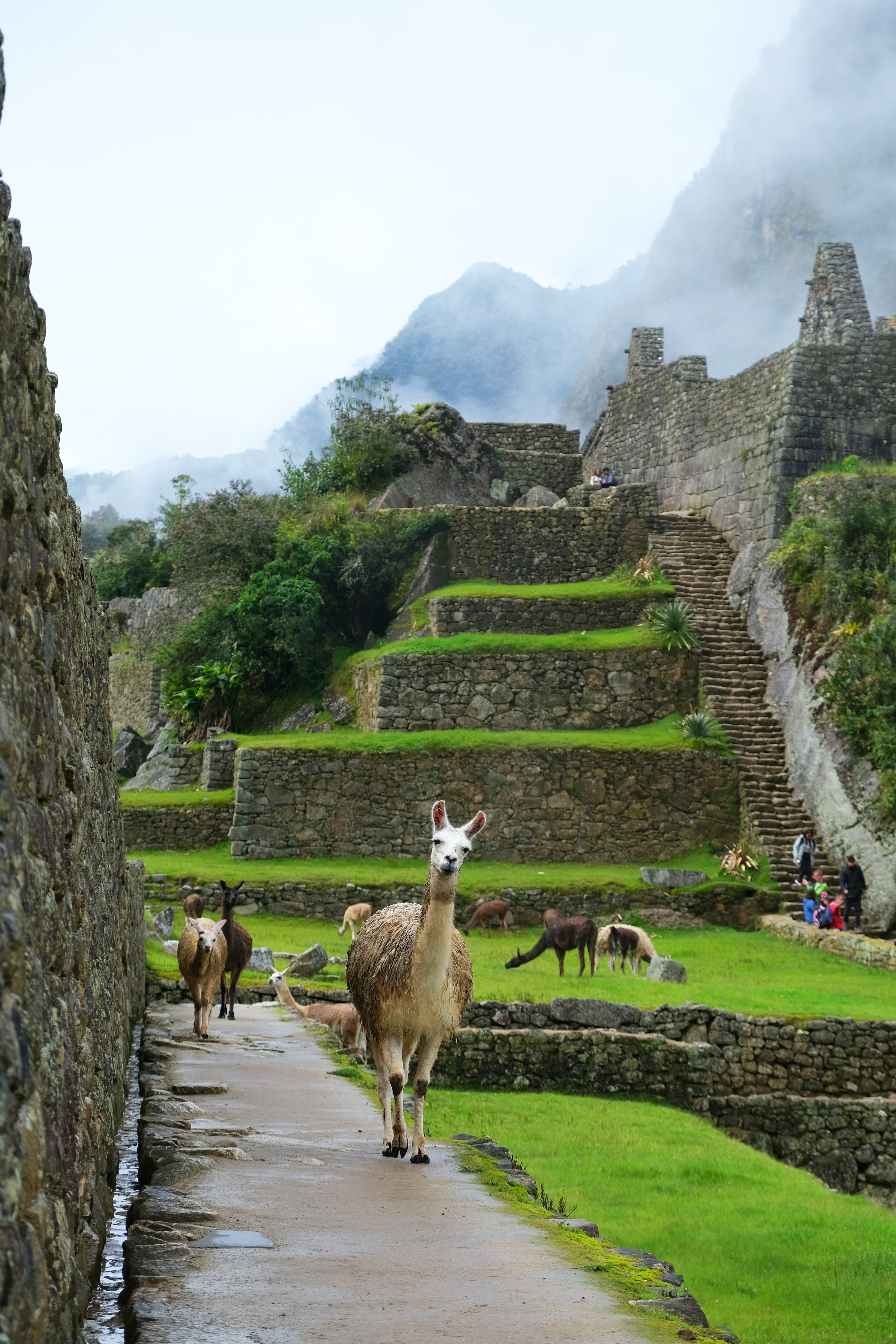 machu picchu green