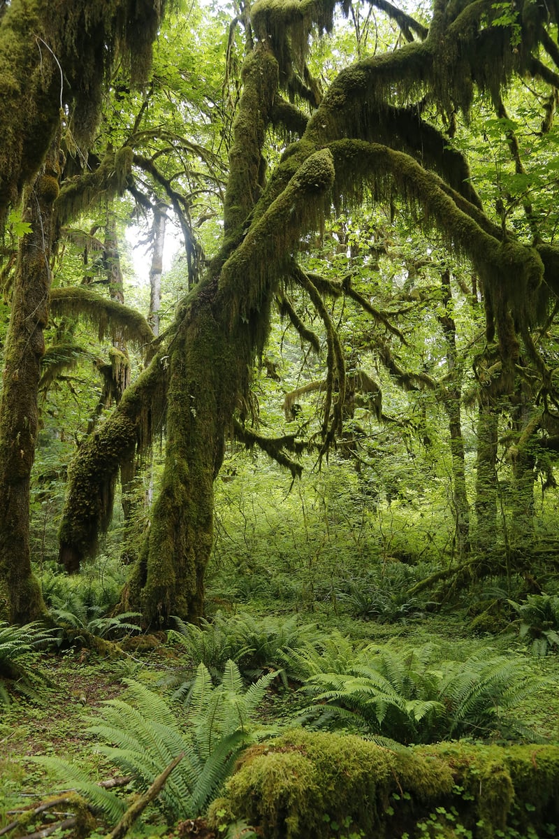 olympic national park unsplash