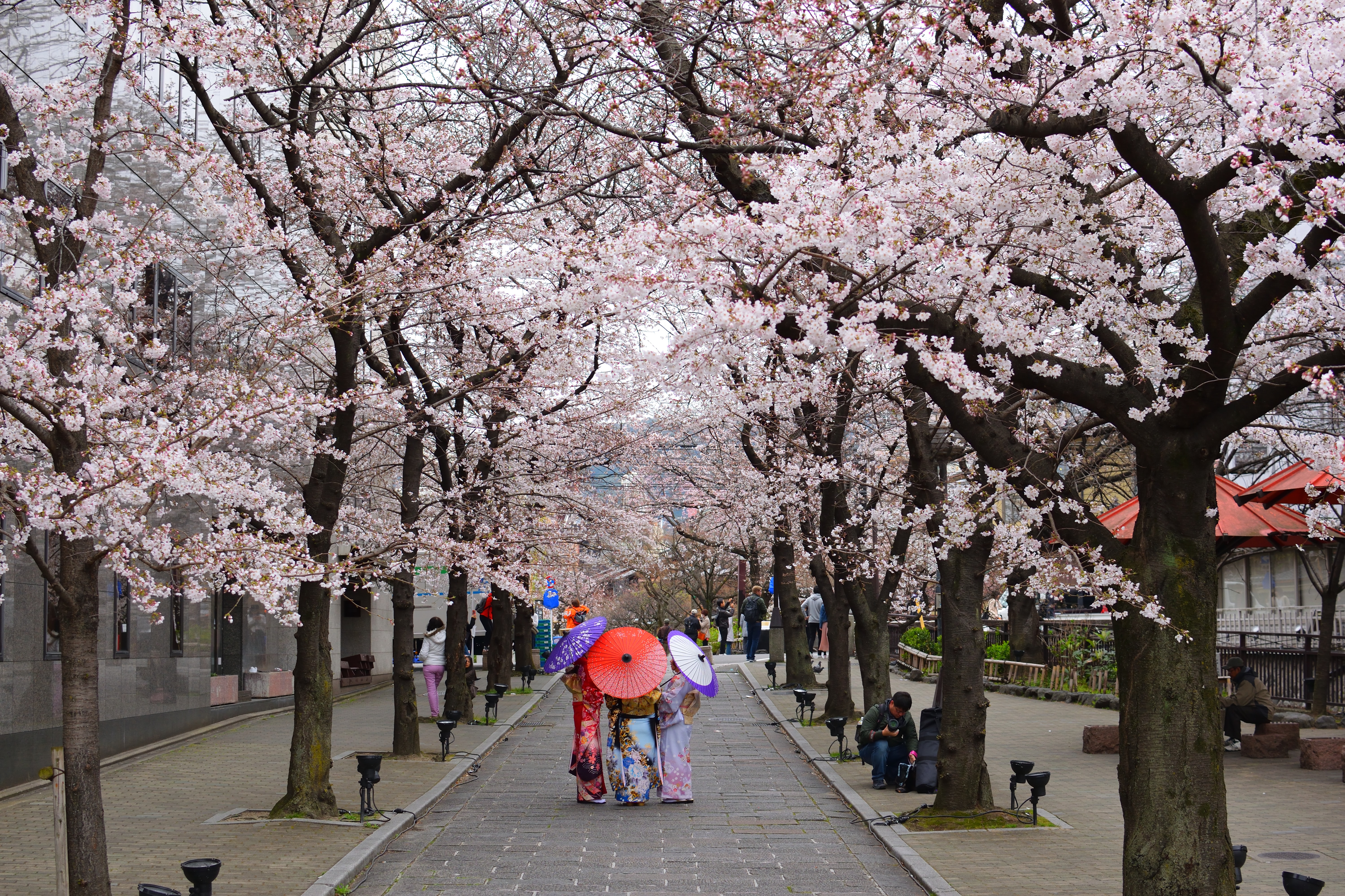 japan-cherry blossoms-2023 