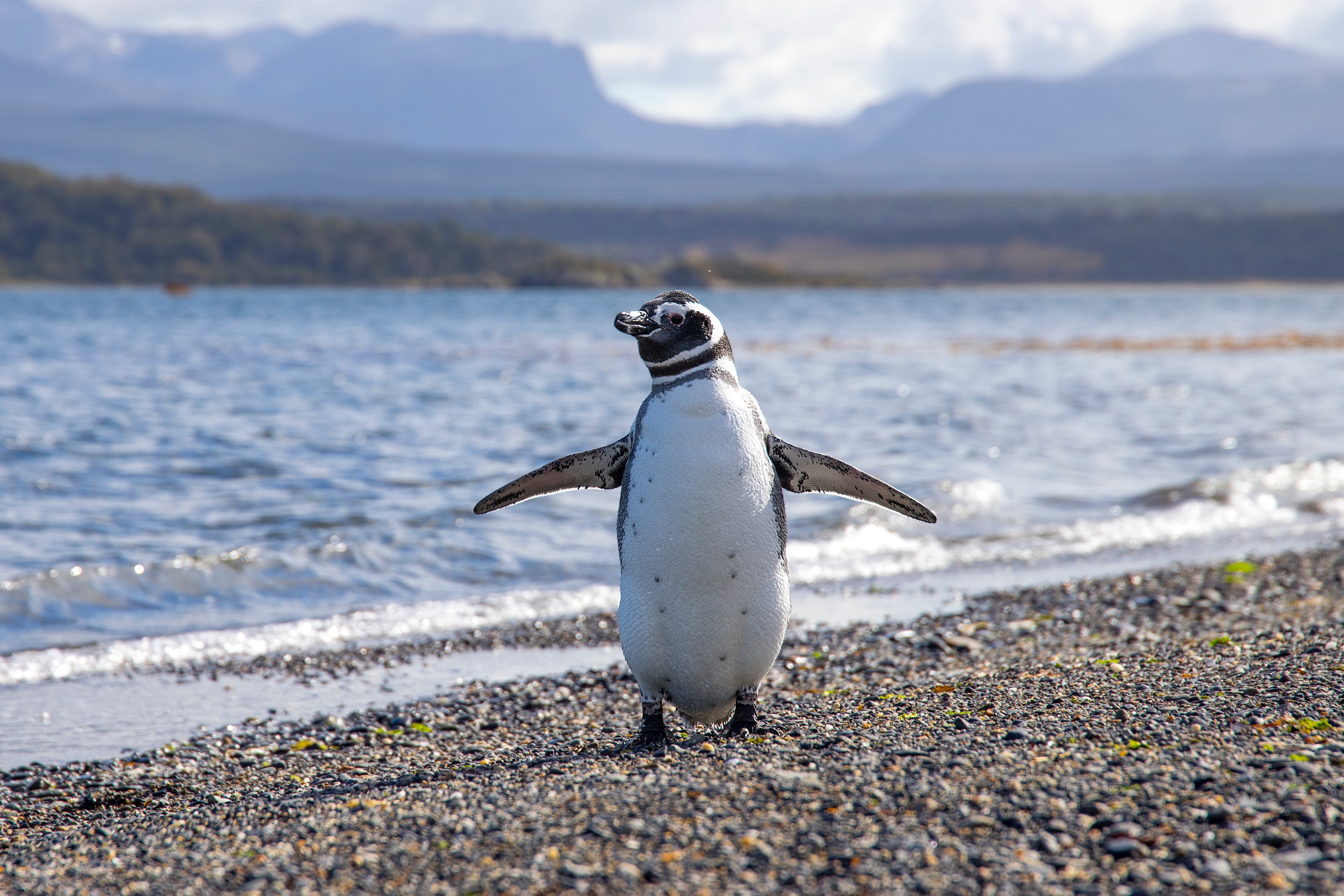 argentina penguin 