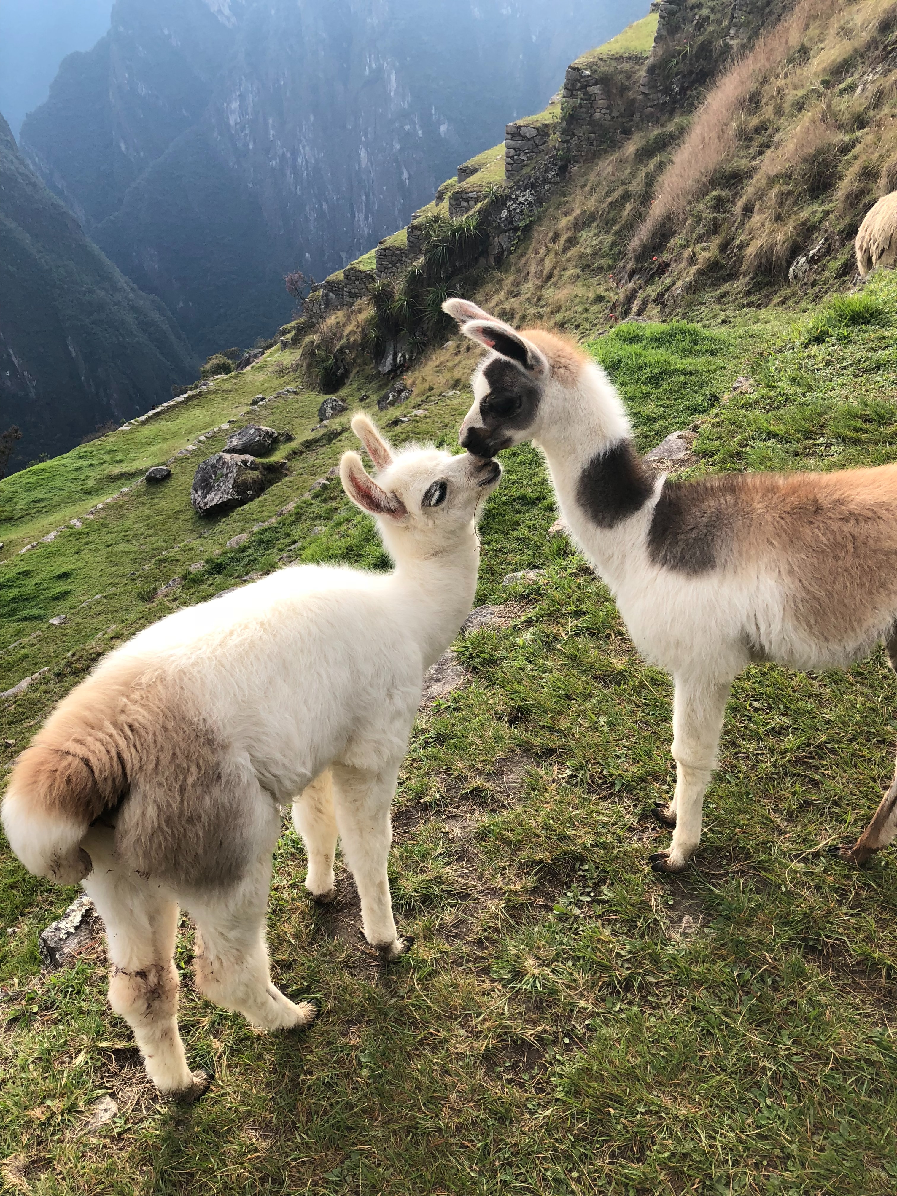 llama- kisses-travel -peru