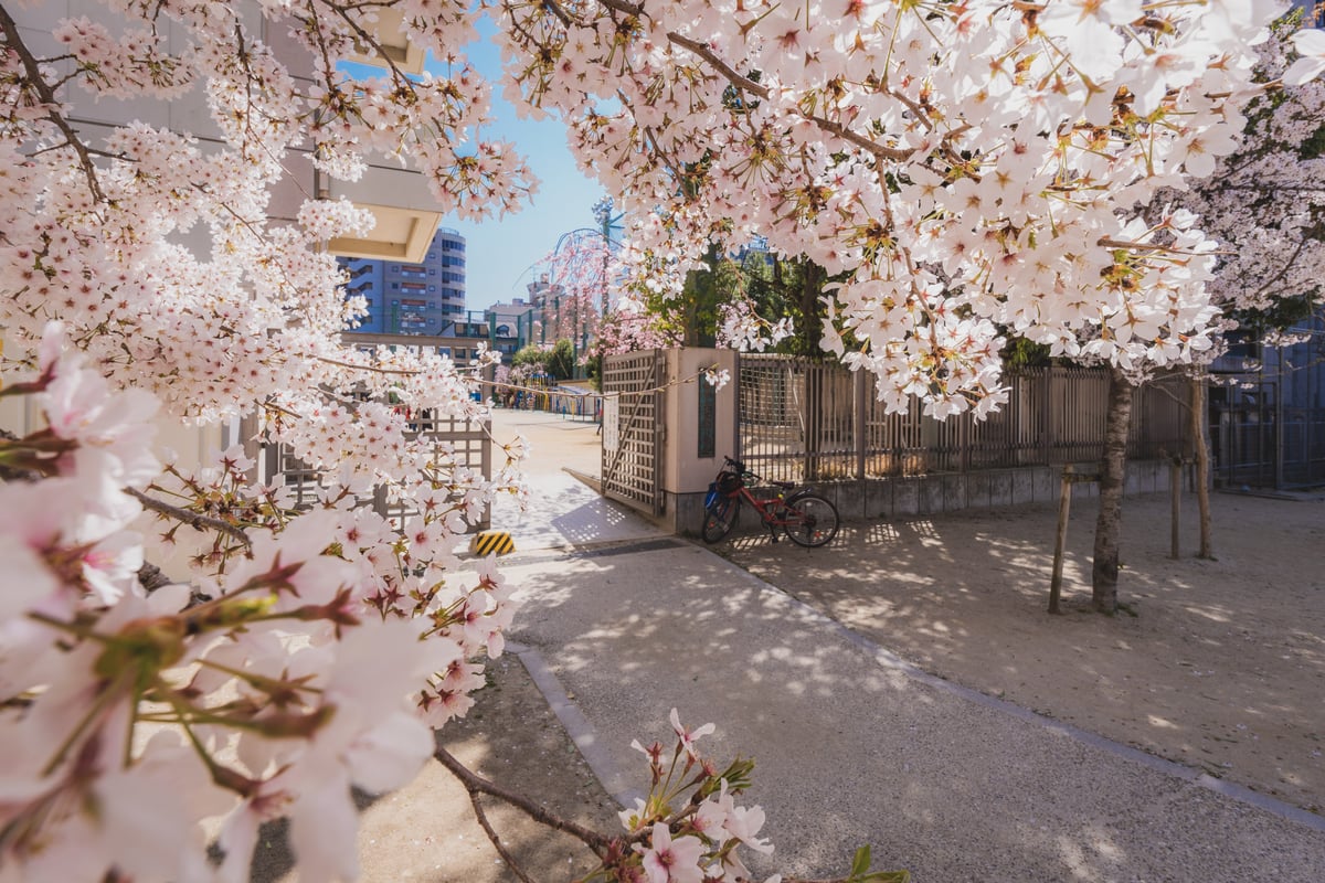 japan-cherry blossoms-2023